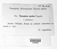 Thecaphora capsularum image